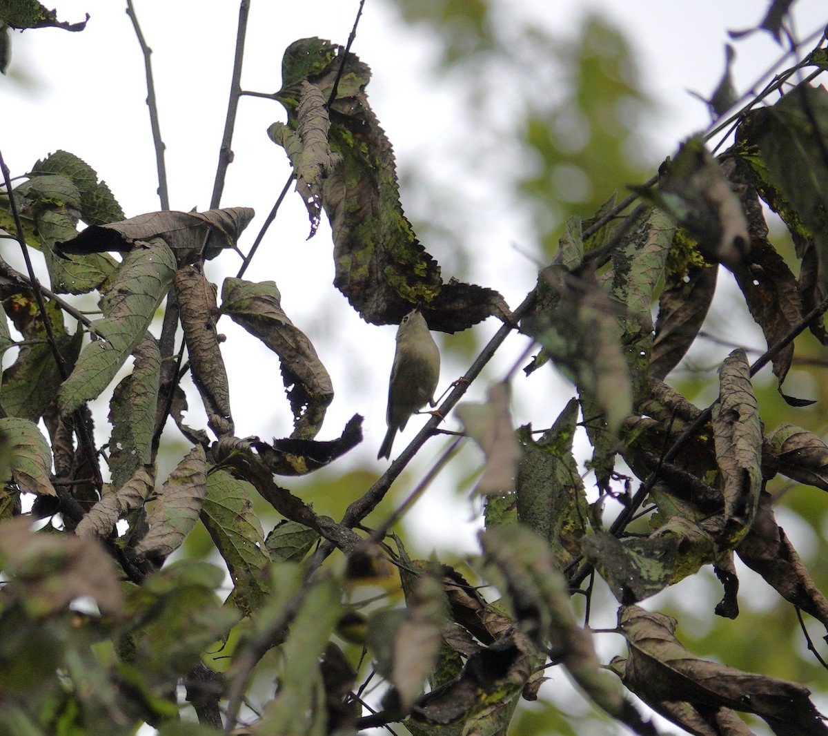 Ruby-crowned Kinglet - ML643735036