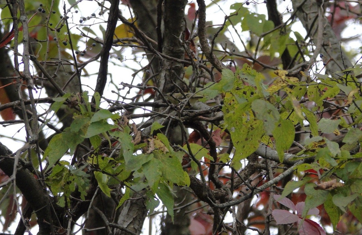 Ruby-crowned Kinglet - ML643735037