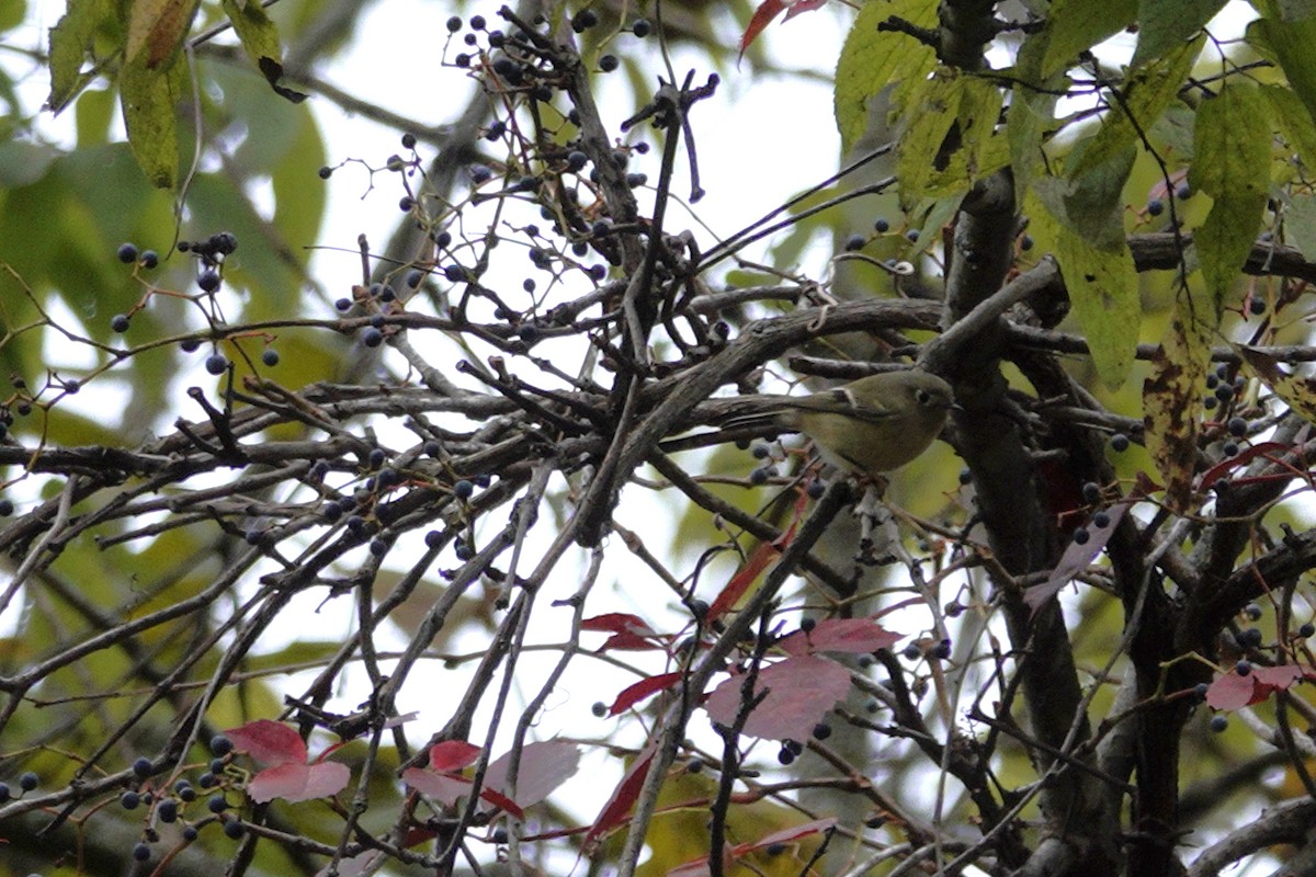 Ruby-crowned Kinglet - ML643735038
