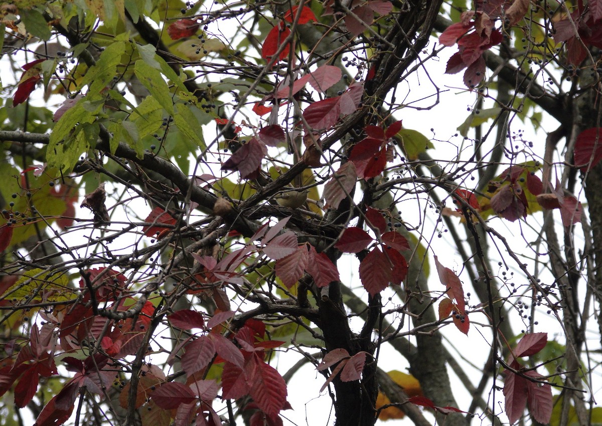 Ruby-crowned Kinglet - ML643735039