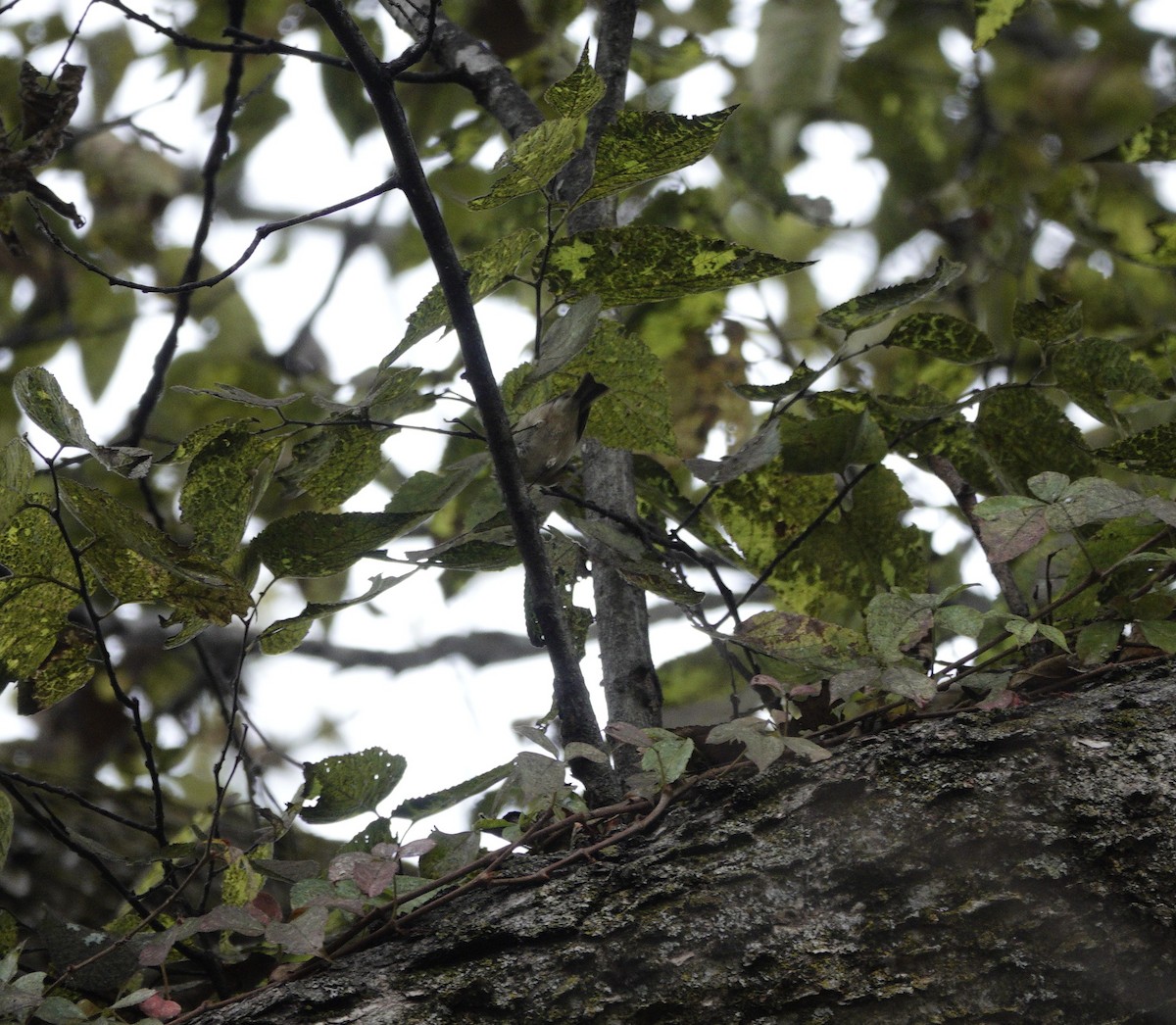 Ruby-crowned Kinglet - ML643735040