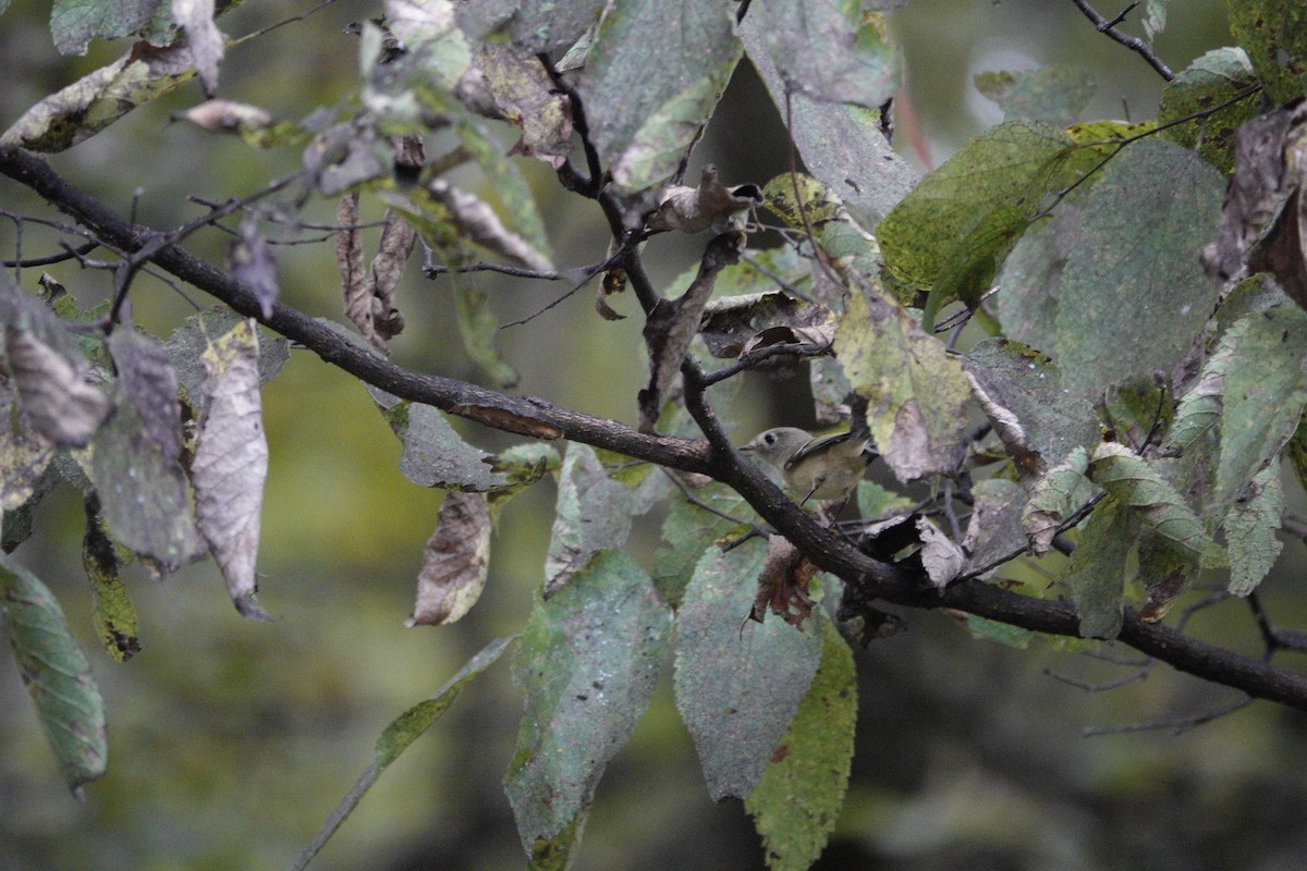 Ruby-crowned Kinglet - ML643735041