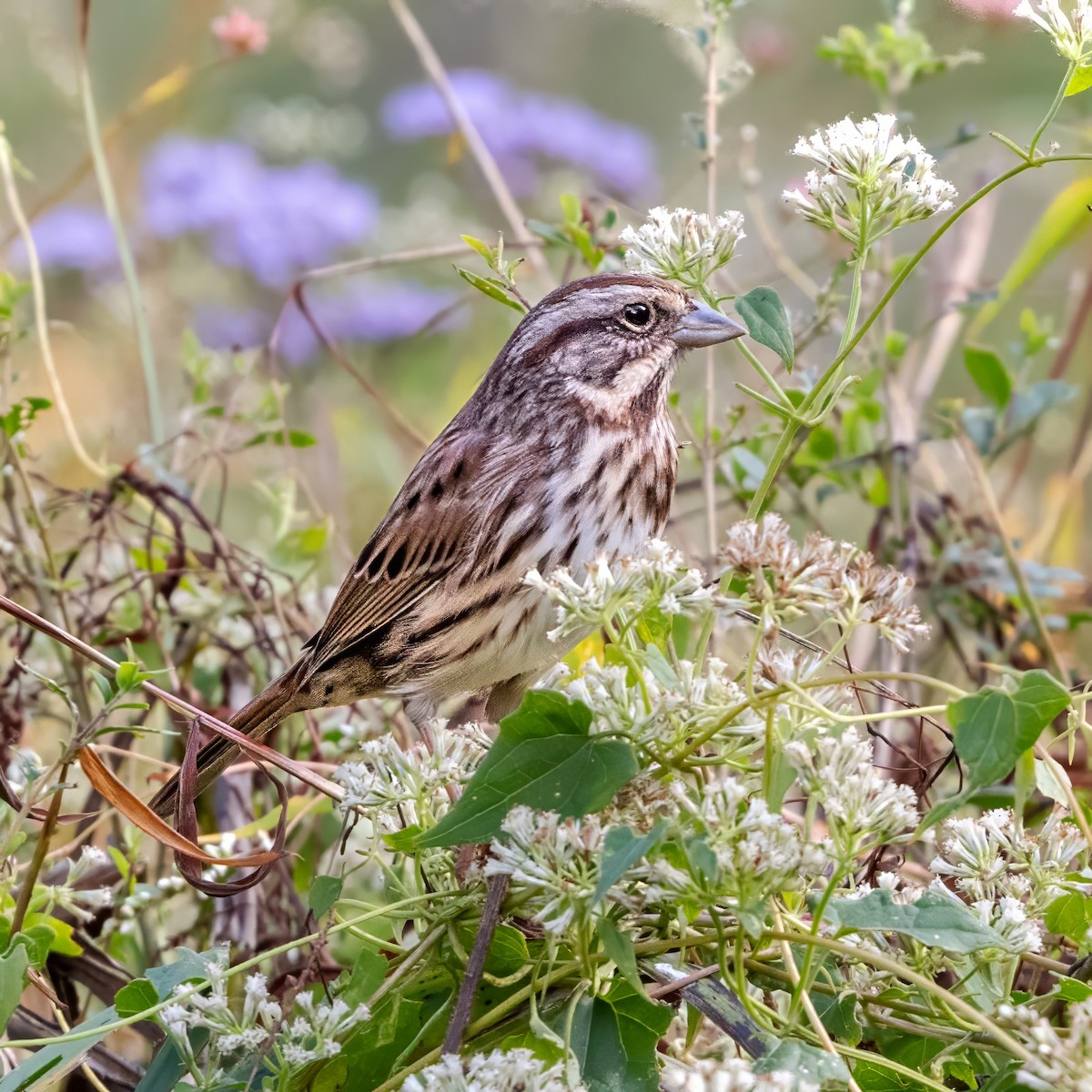 Song Sparrow - ML643735042