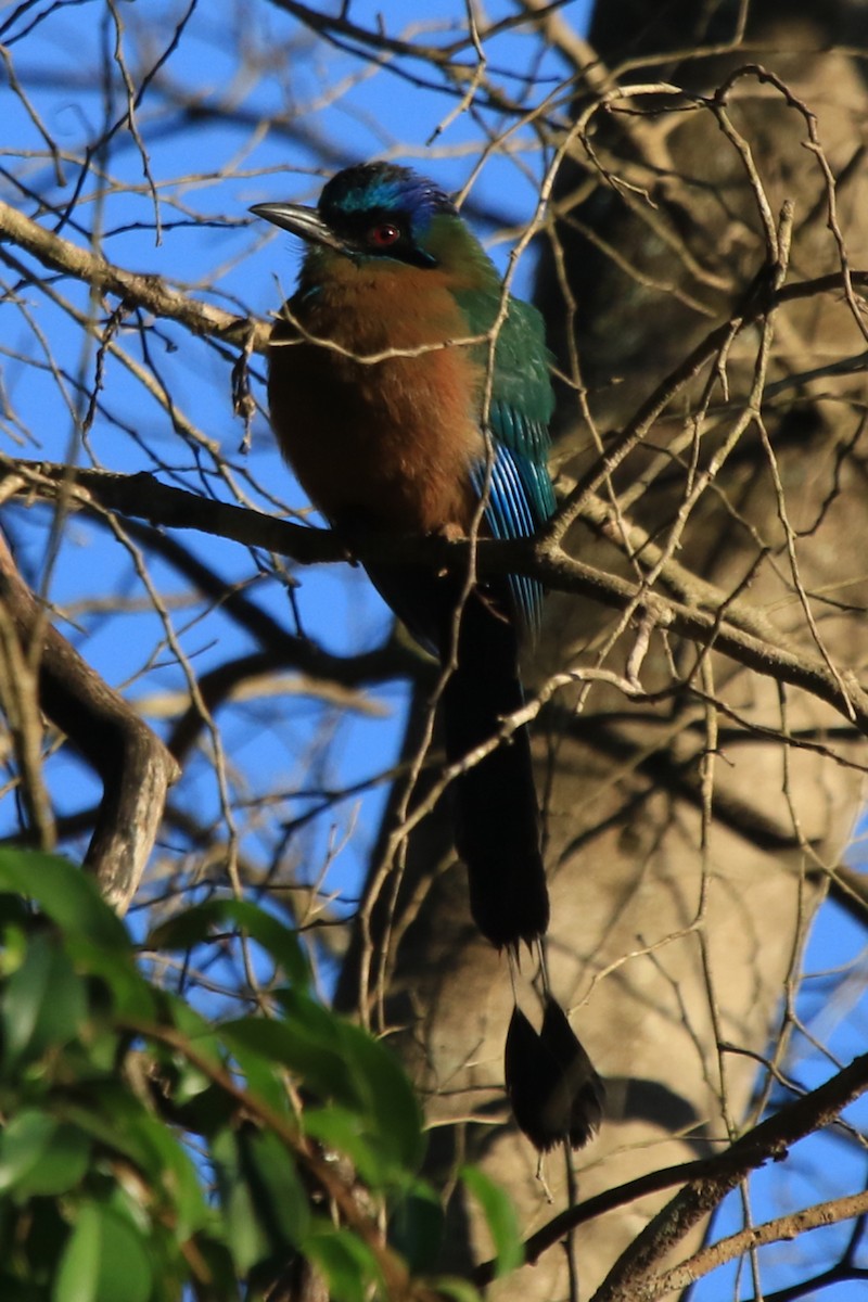 Amazonian Motmot - ML643735043