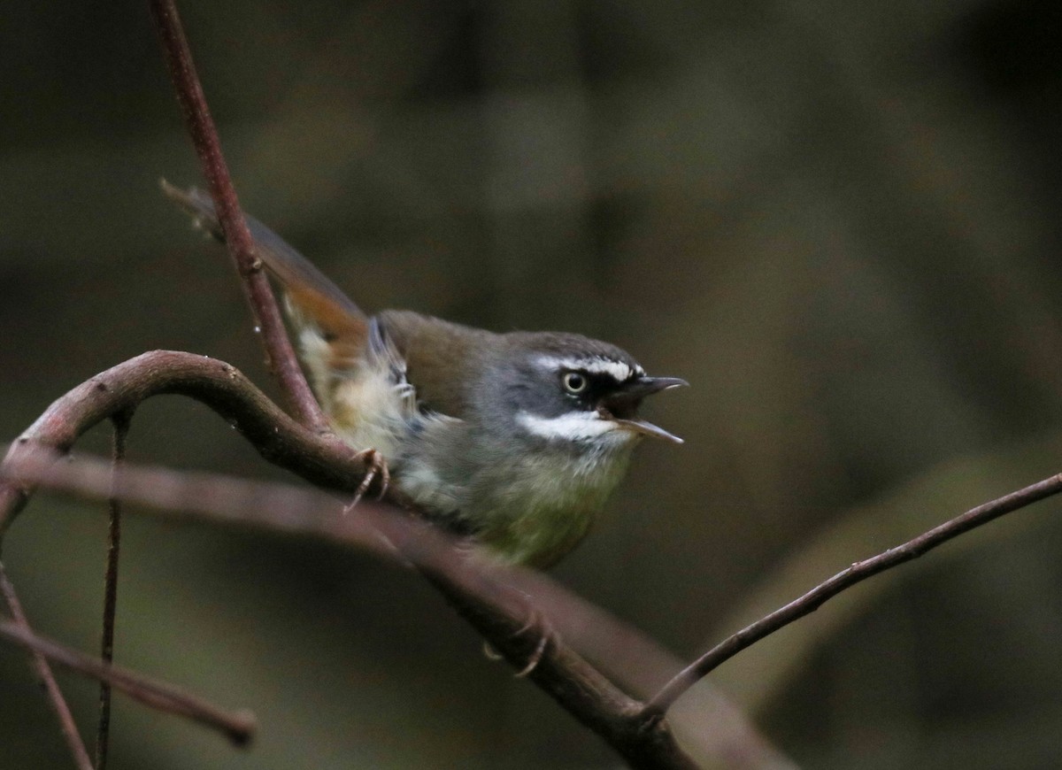 White-browed Scrubwren - ML643735044