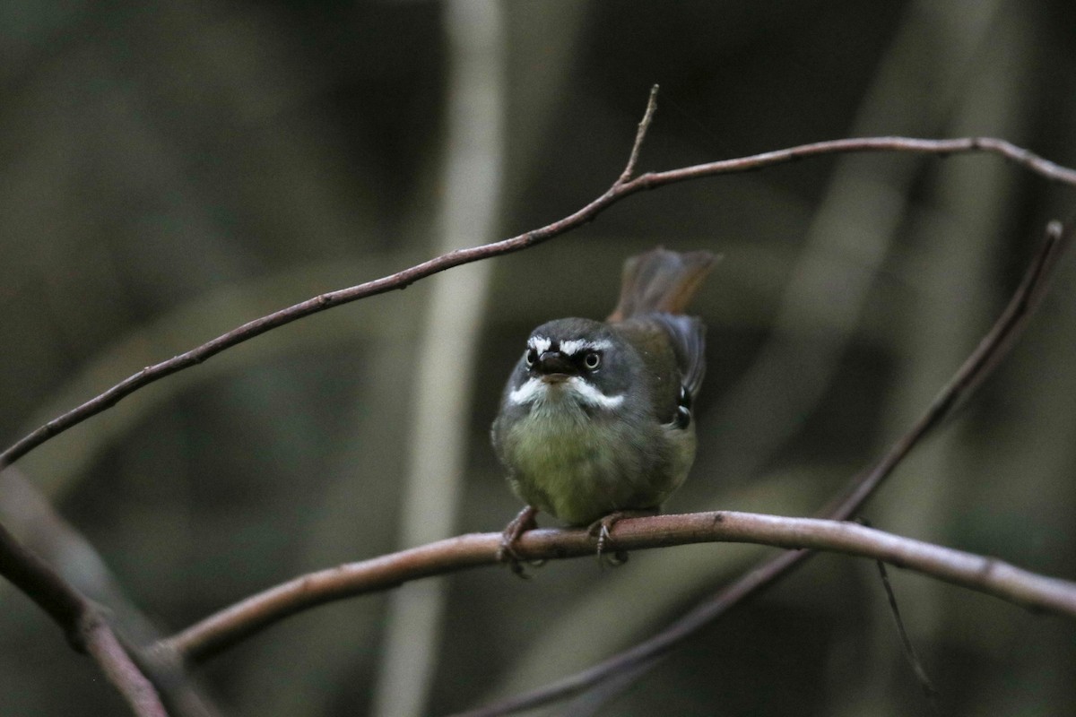 White-browed Scrubwren - ML643735045