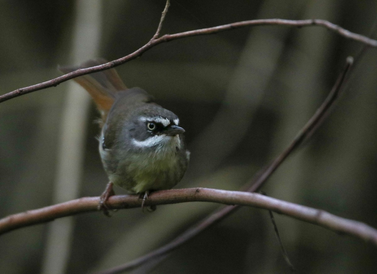 White-browed Scrubwren - ML643735046