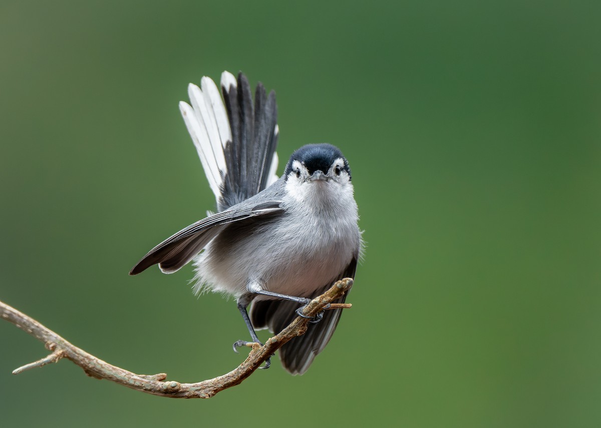 White-browed Gnatcatcher - ML643735047