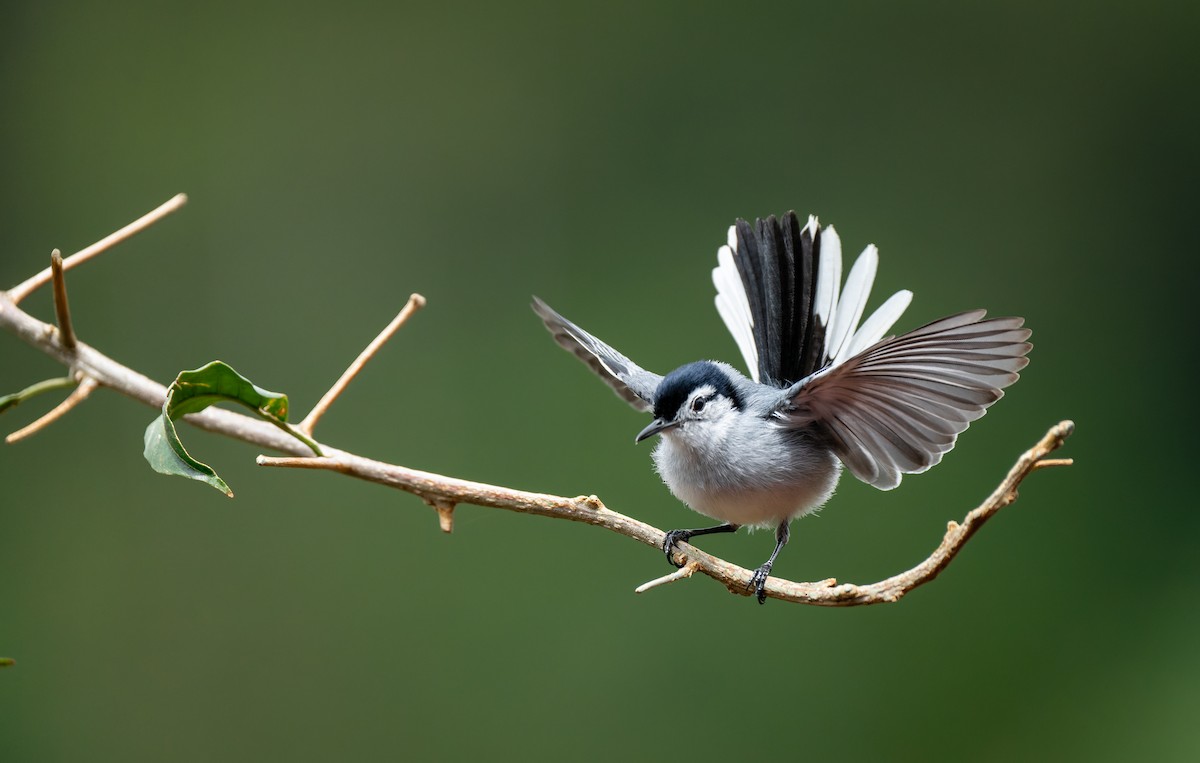 White-browed Gnatcatcher - ML643735048