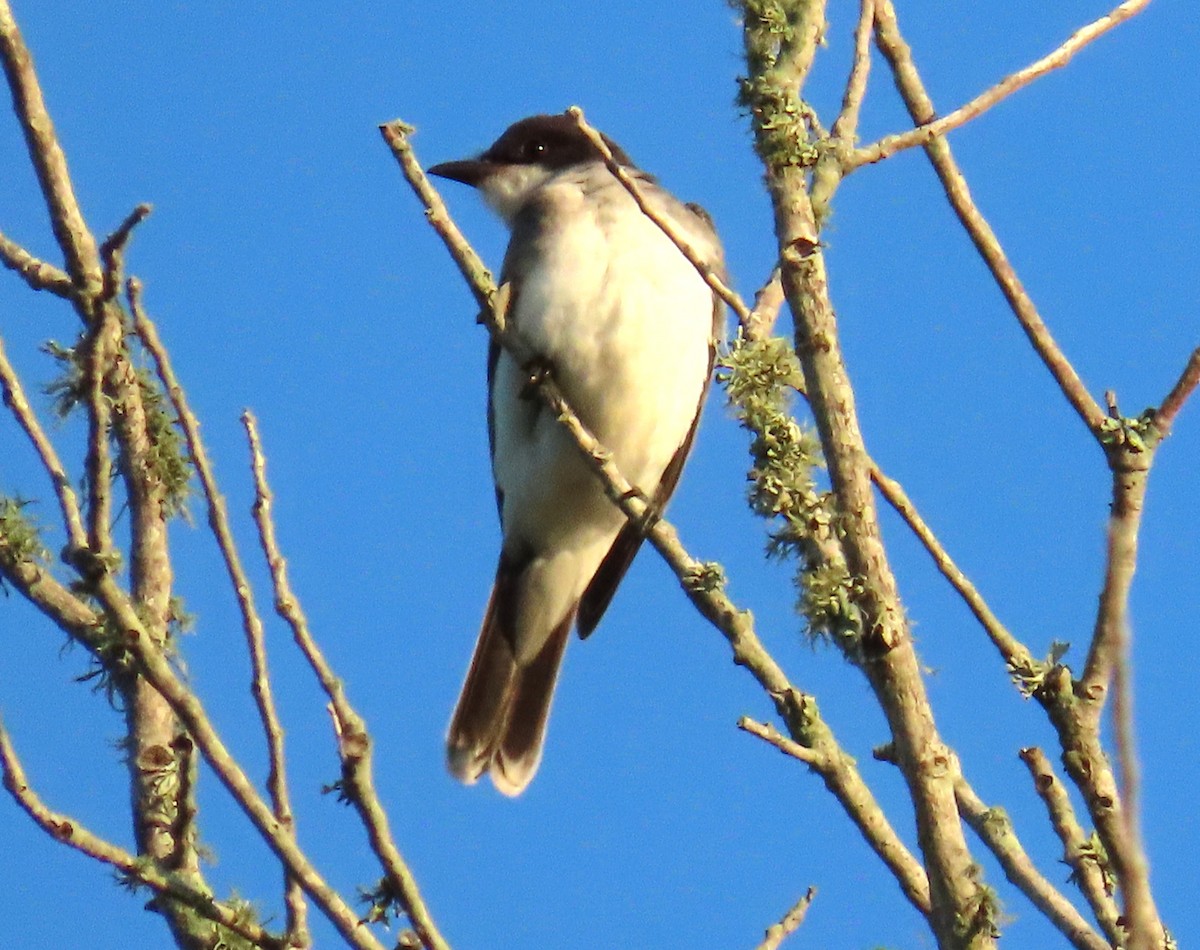 Eastern Kingbird - ML643735049