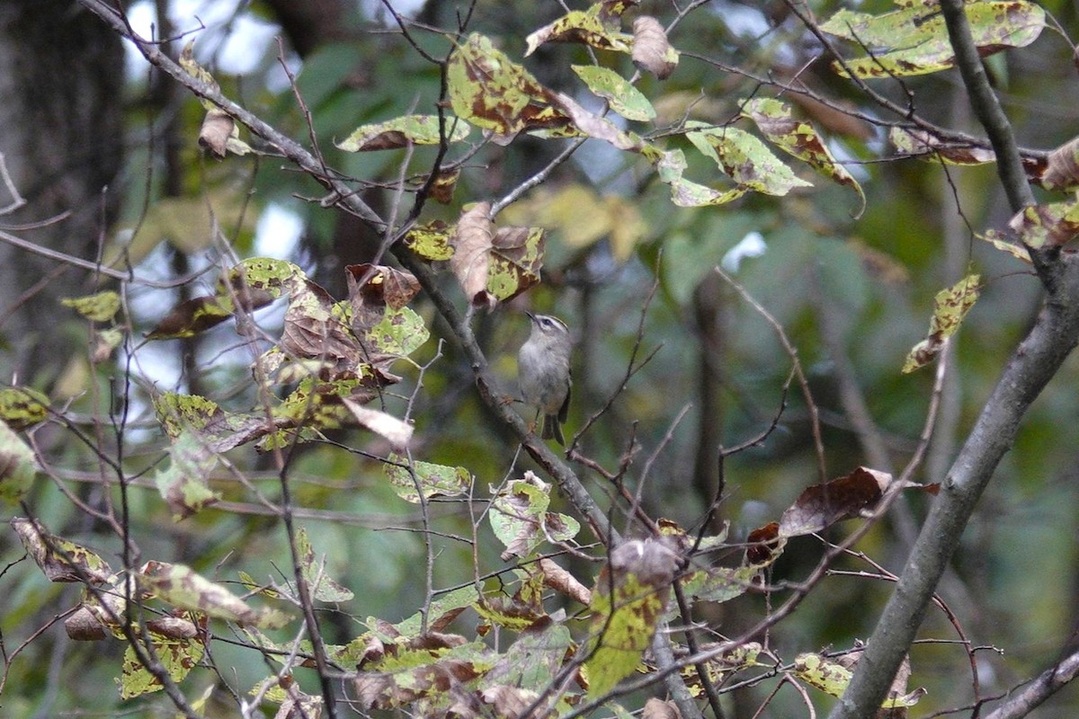 Golden-crowned Kinglet - ML643735050
