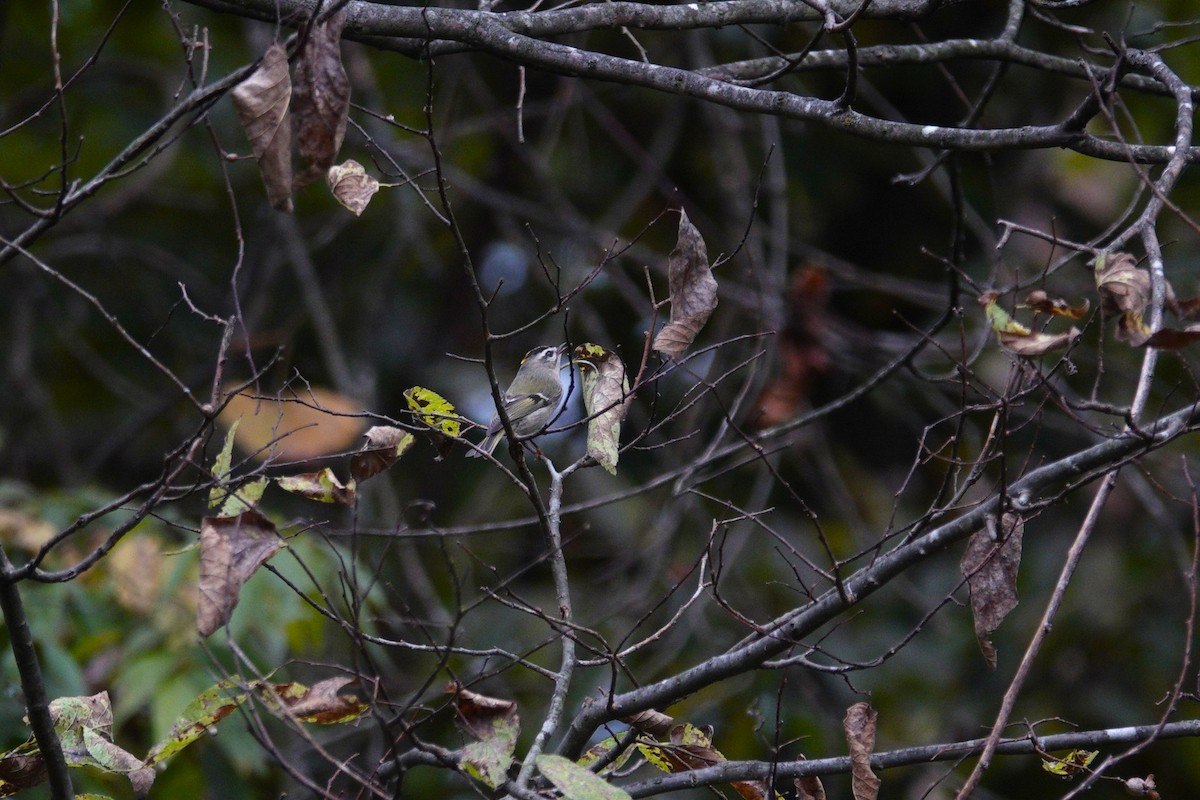 Golden-crowned Kinglet - ML643735051