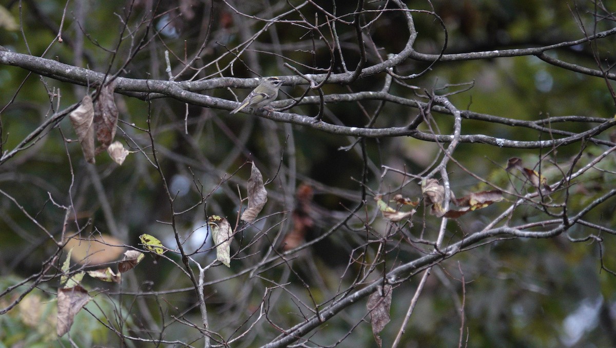 Golden-crowned Kinglet - ML643735052