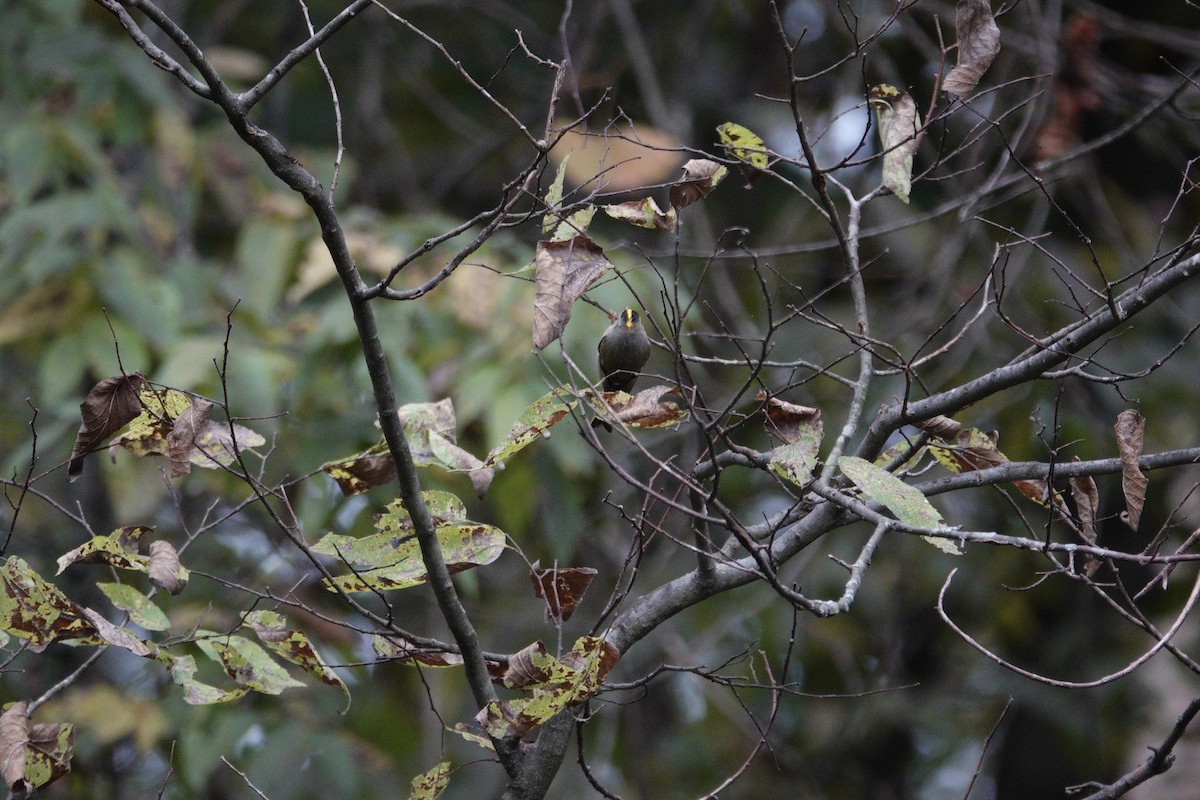 Golden-crowned Kinglet - ML643735053