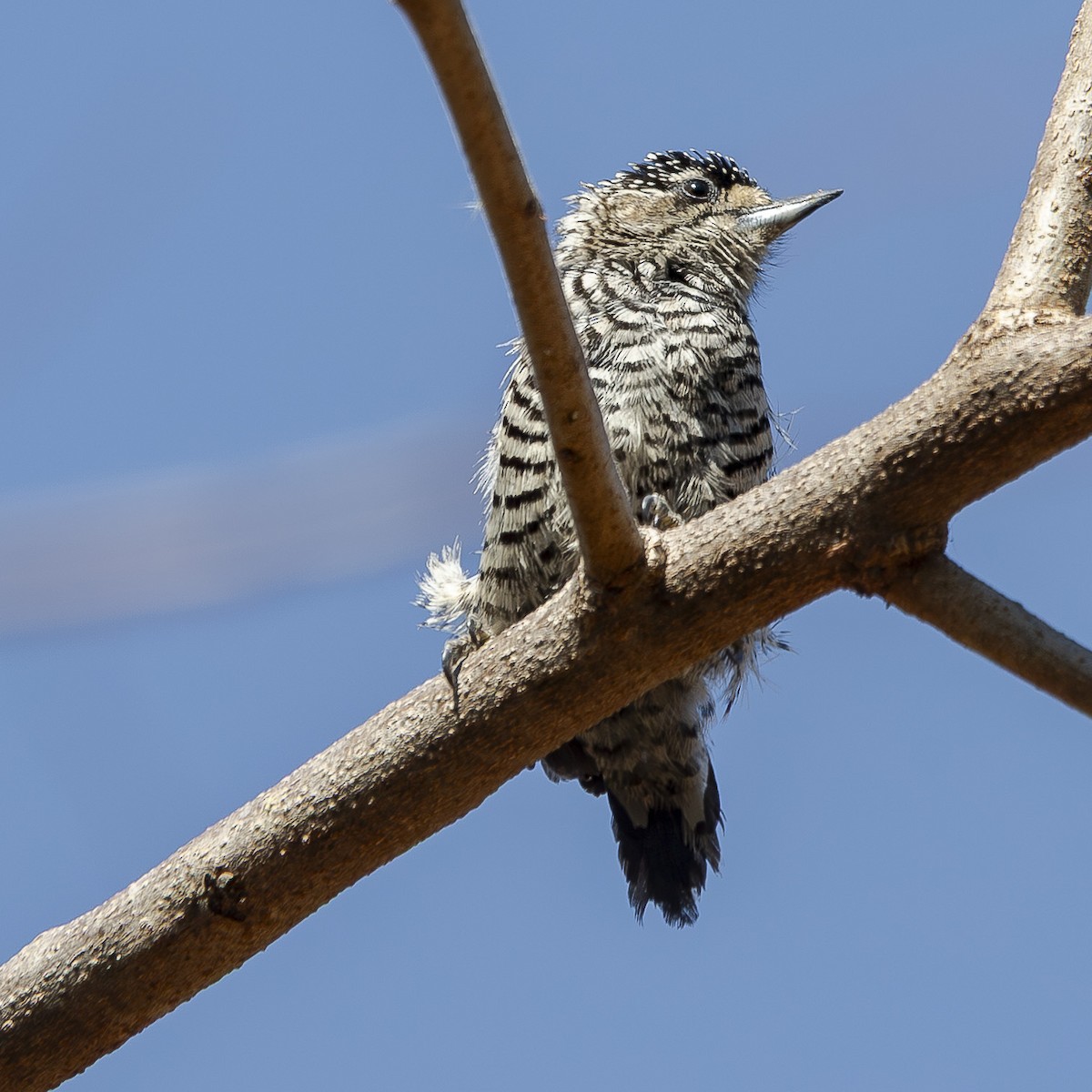 White-barred Piculet - ML643735054