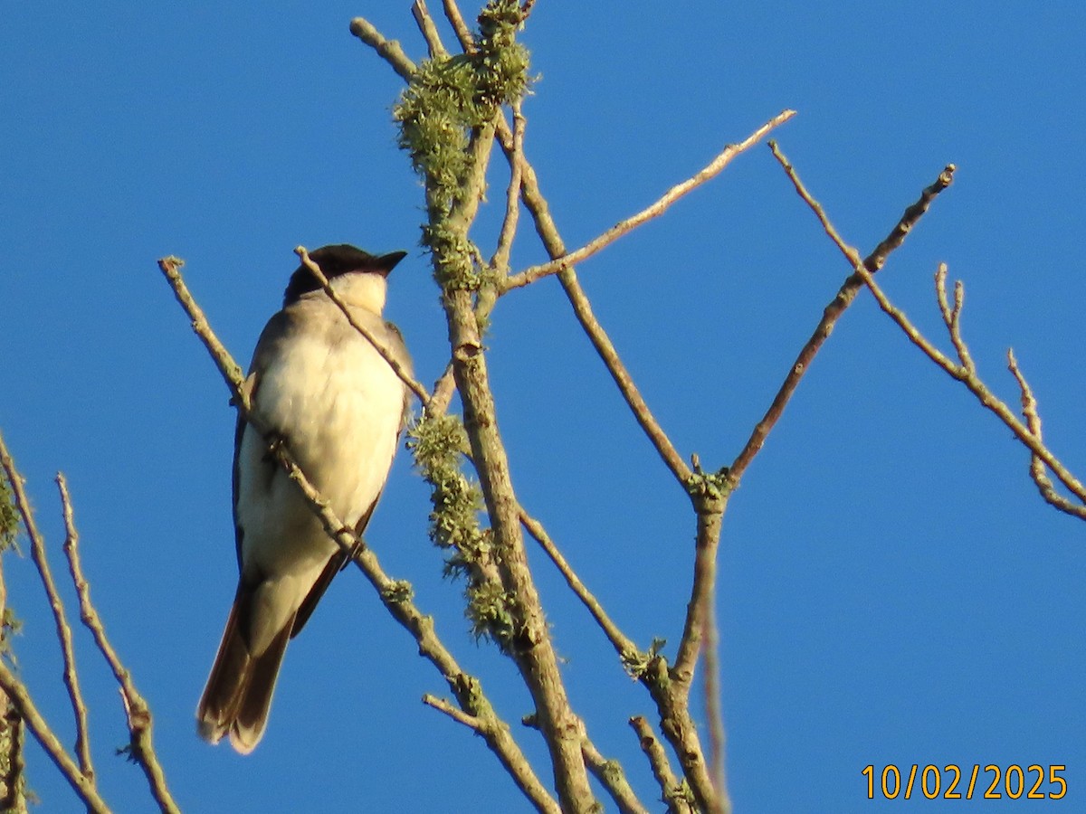 Eastern Kingbird - ML643735055