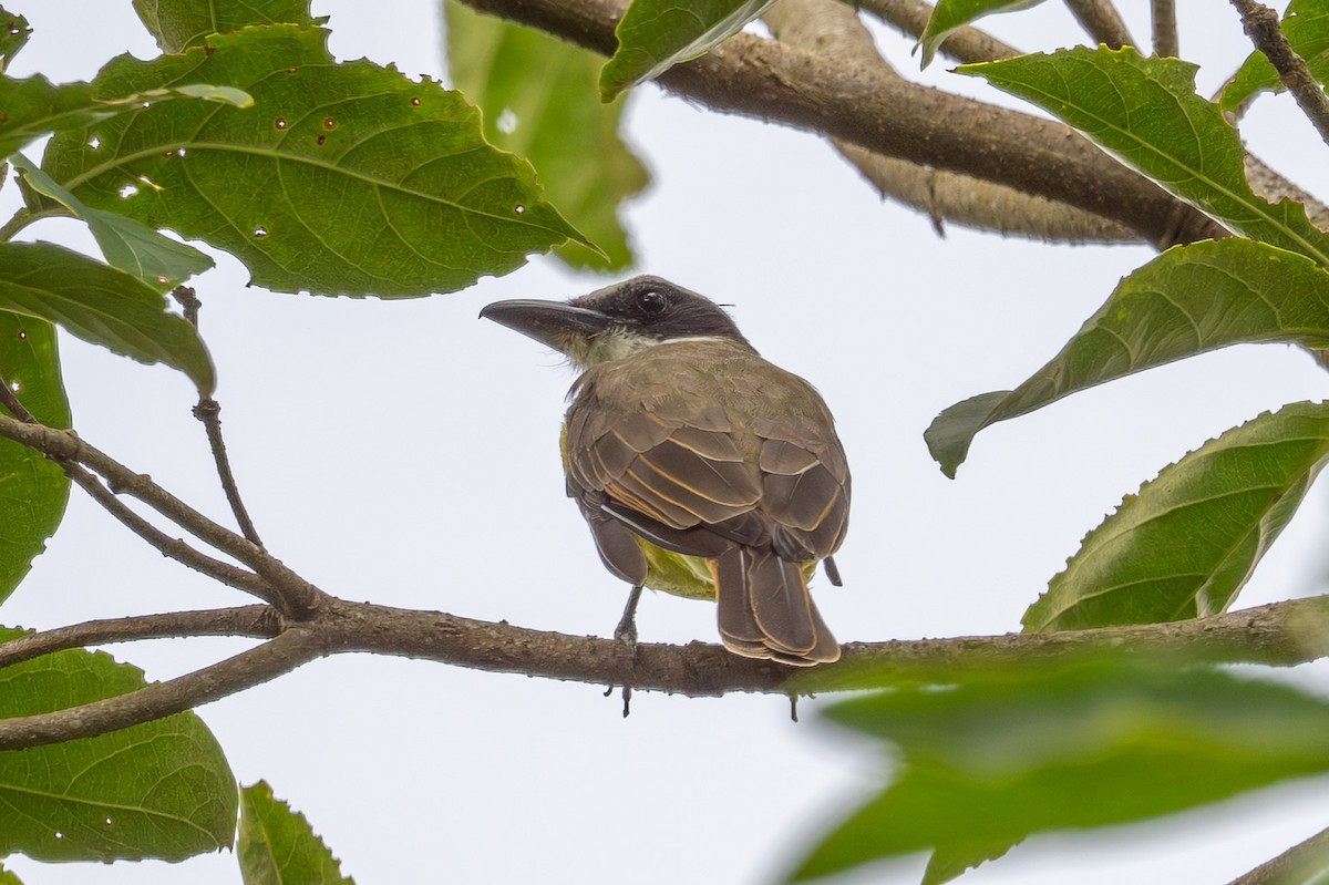 båtnebbtyrann - ML643735060