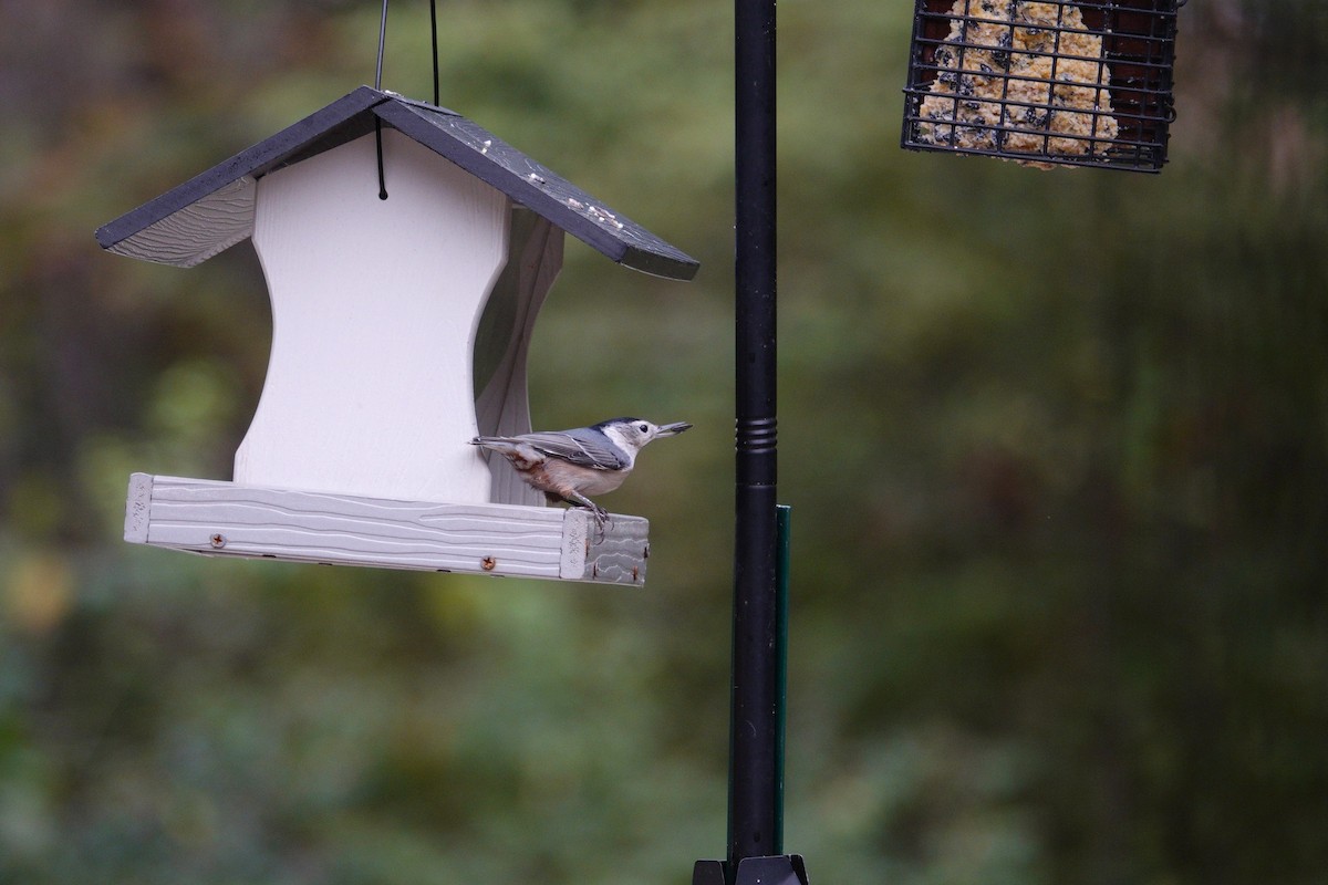 White-breasted Nuthatch - ML643735061