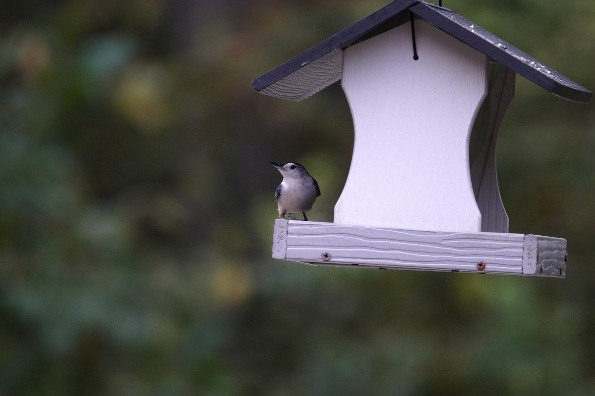 White-breasted Nuthatch - ML643735063