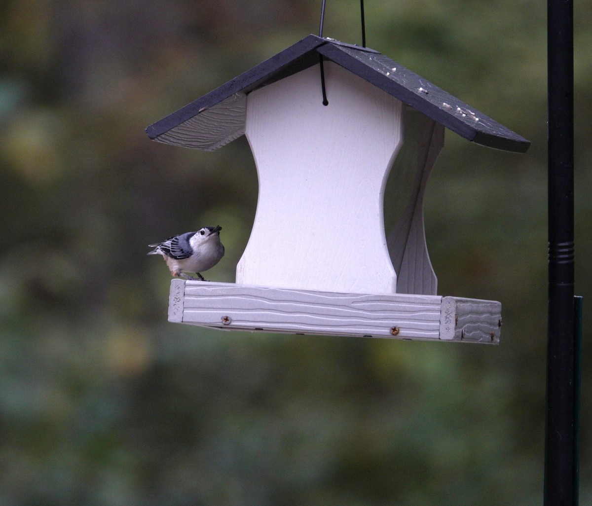 White-breasted Nuthatch - ML643735064