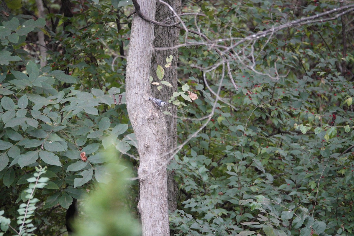 White-breasted Nuthatch - ML643735065