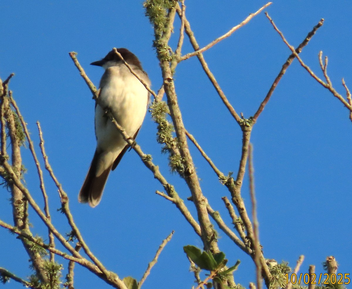 Eastern Kingbird - ML643735066