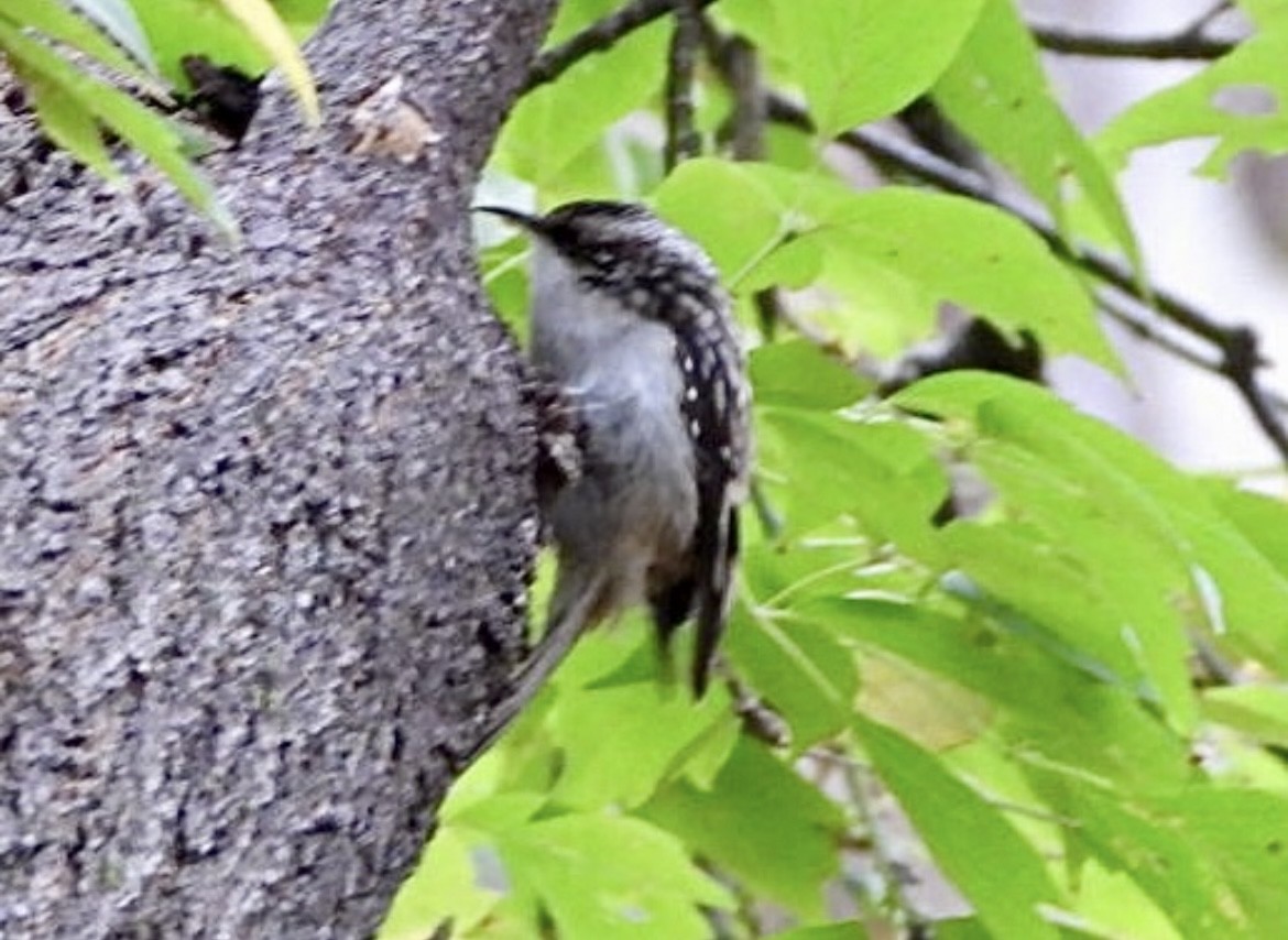 Brown Creeper - ML643735078