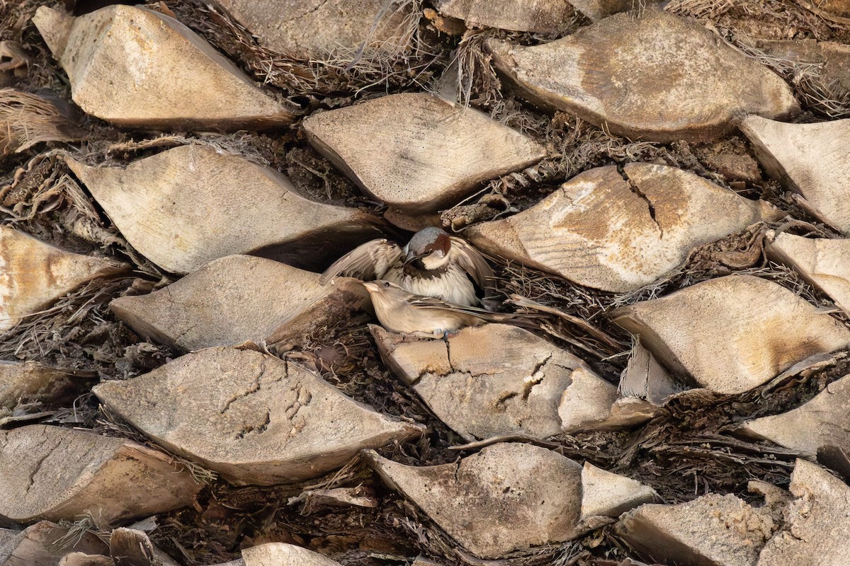 House Sparrow - ML643735090