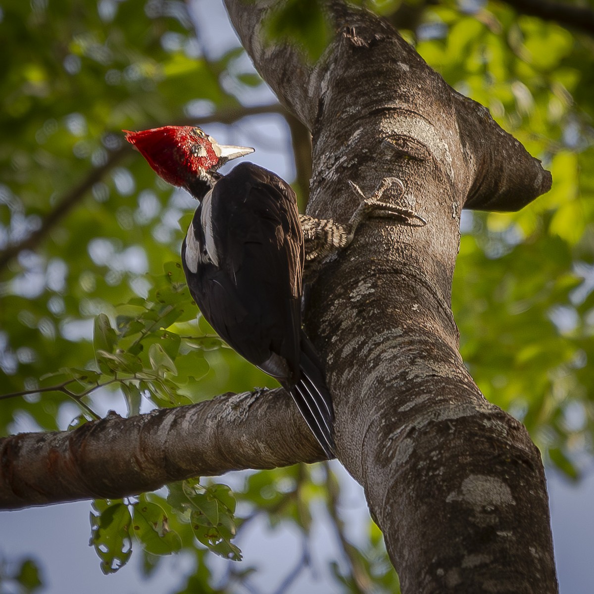 Crimson-crested Woodpecker - ML643735099