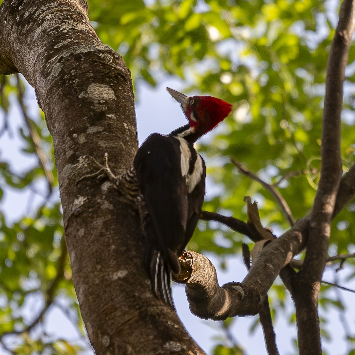 Crimson-crested Woodpecker - ML643735101