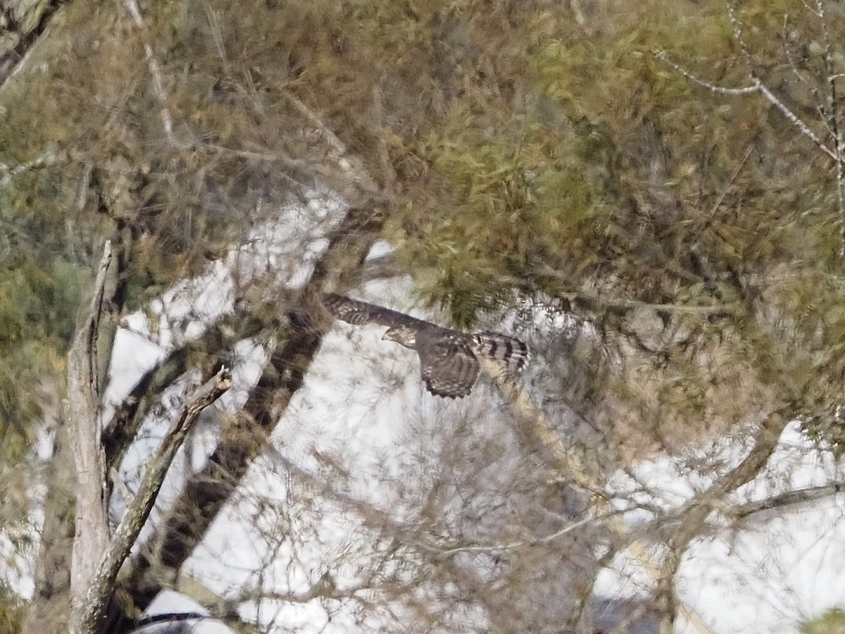 Cooper's Hawk - ML643735103