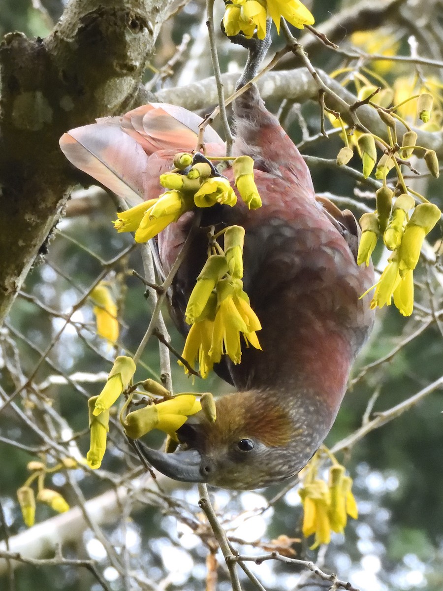 New Zealand Kaka - ML643735110