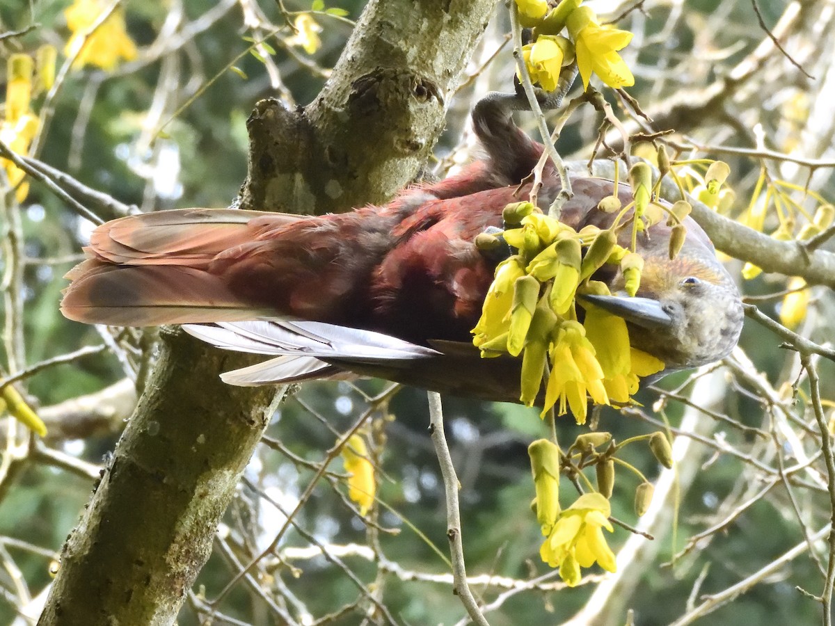 New Zealand Kaka - ML643735112