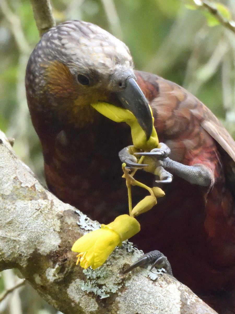 New Zealand Kaka - ML643735113