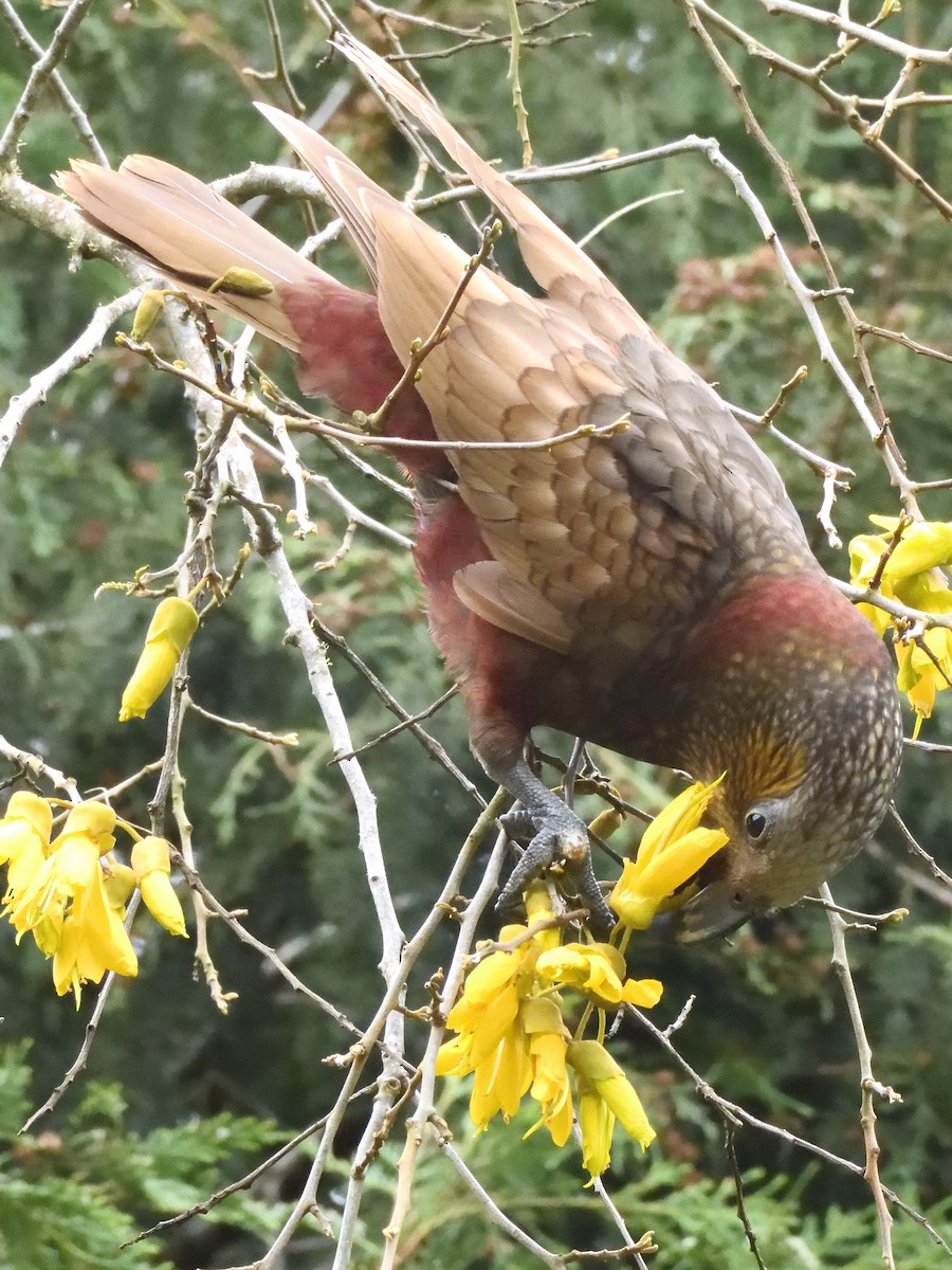 New Zealand Kaka - ML643735114