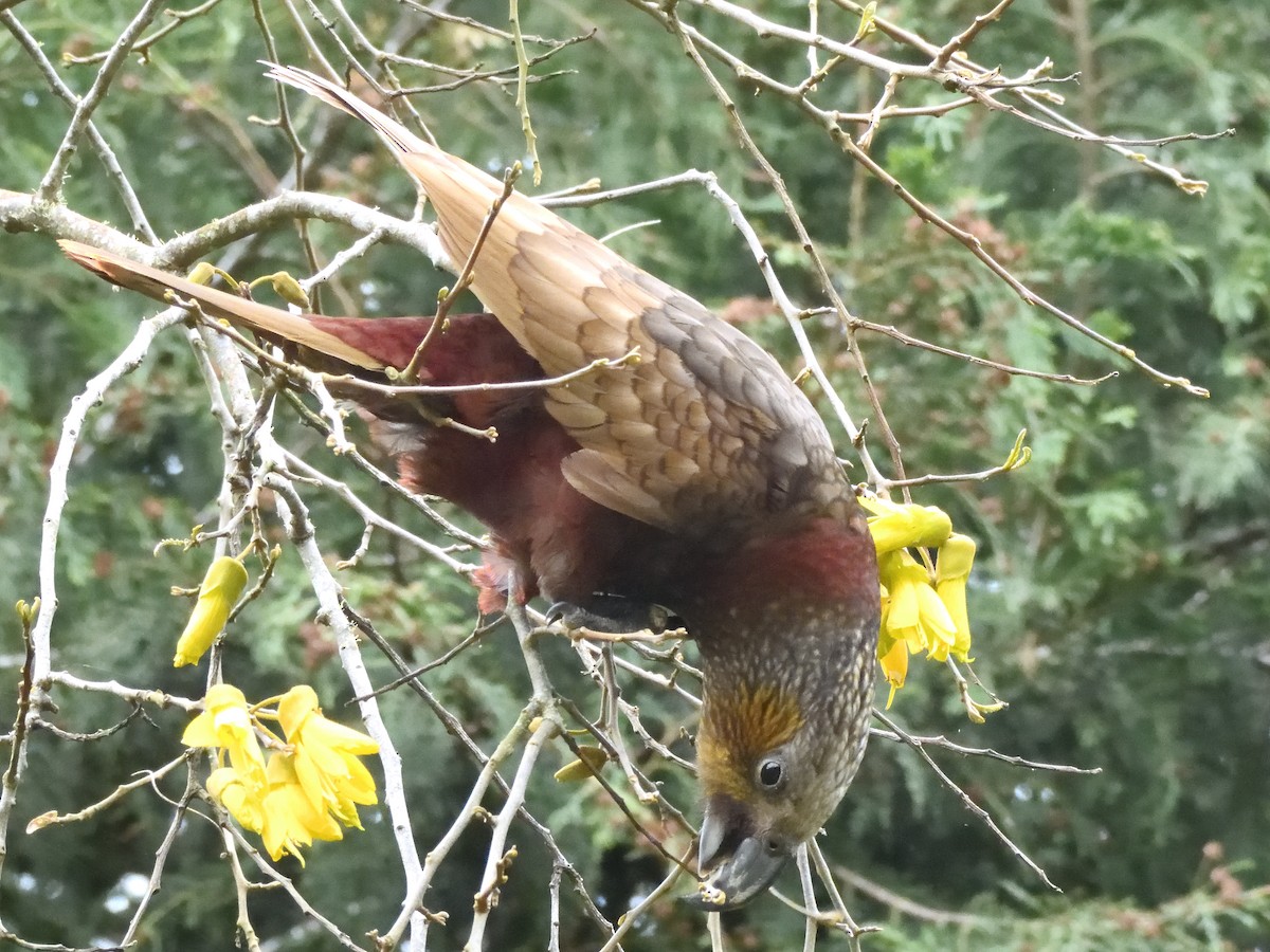 New Zealand Kaka - ML643735120