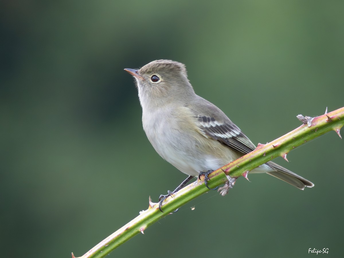White-crested Elaenia - ML643735149