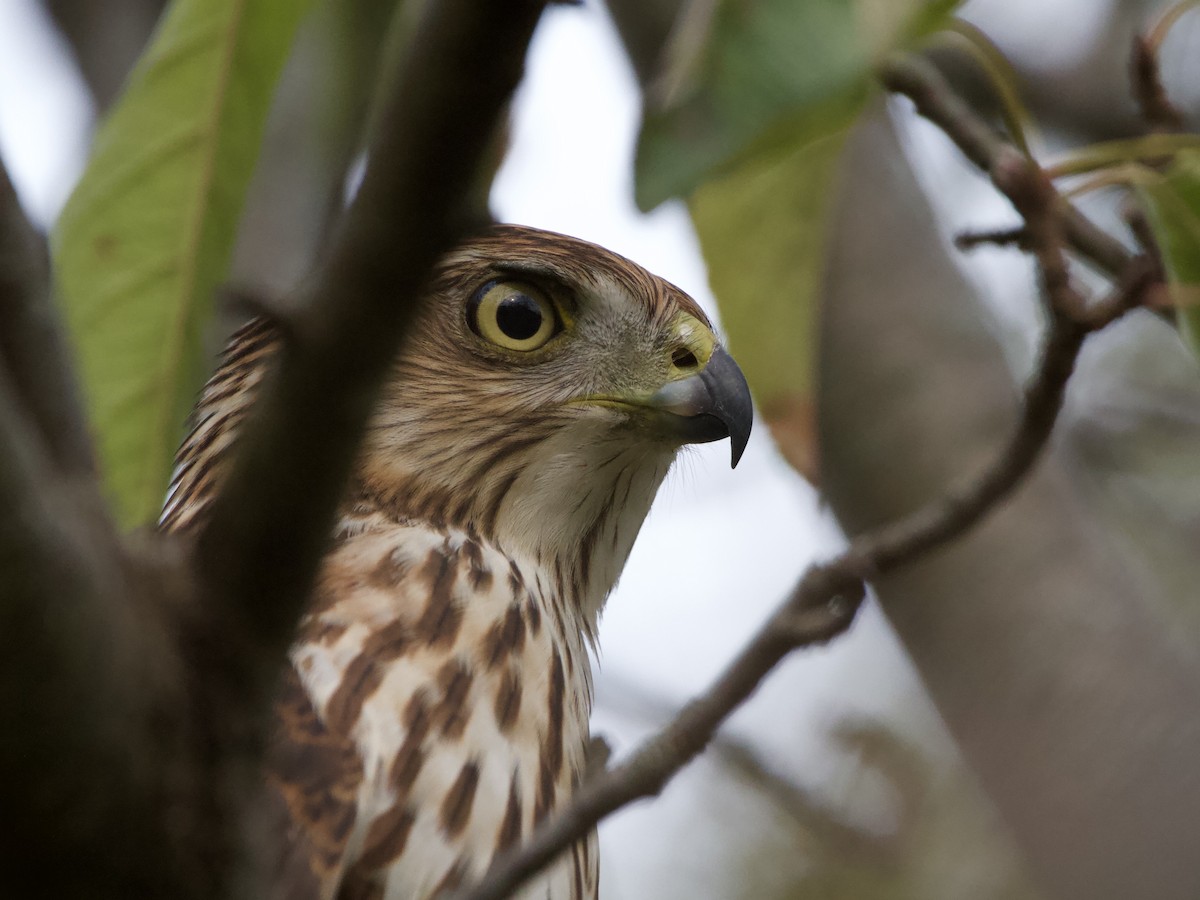 Cooper's Hawk - ML643735150