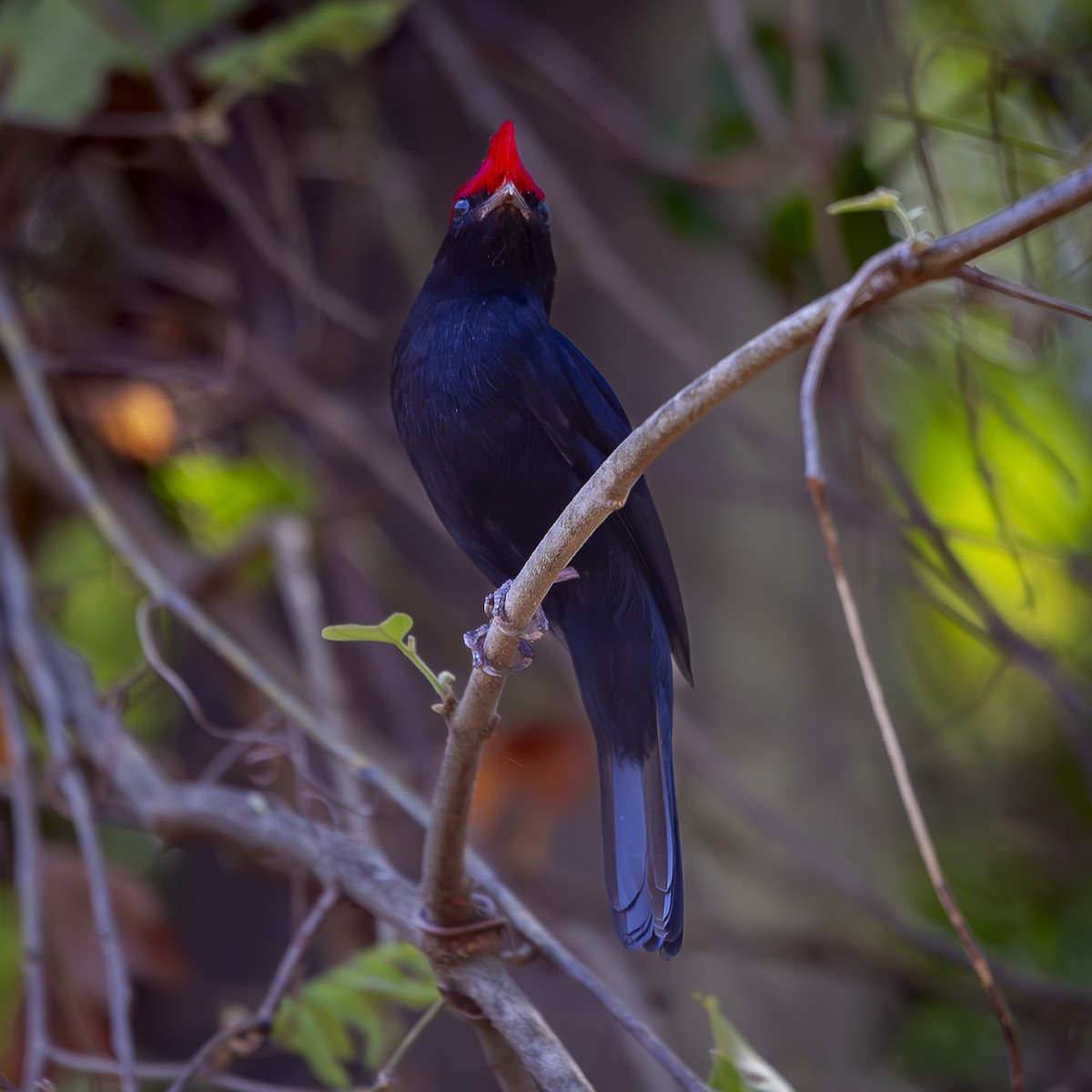 Helmeted Manakin - ML643735158