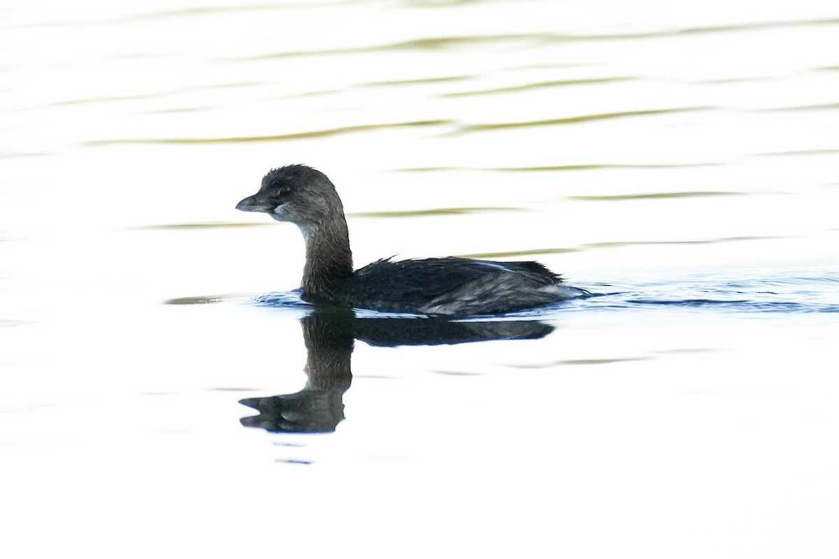 Pied-billed Grebe - ML643735170
