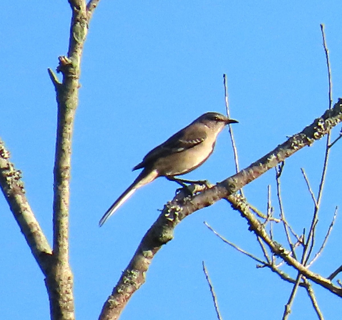 Northern Mockingbird - ML643735171