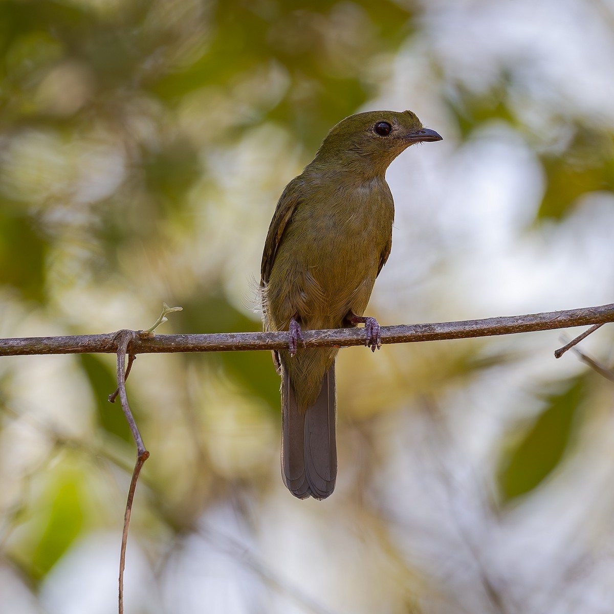 Helmeted Manakin - ML643735172