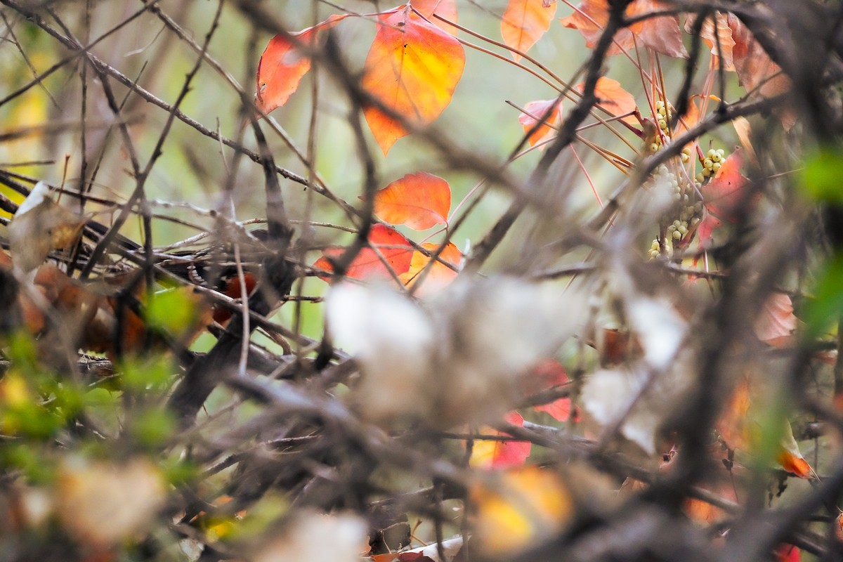 Spotted Towhee - ML643735187