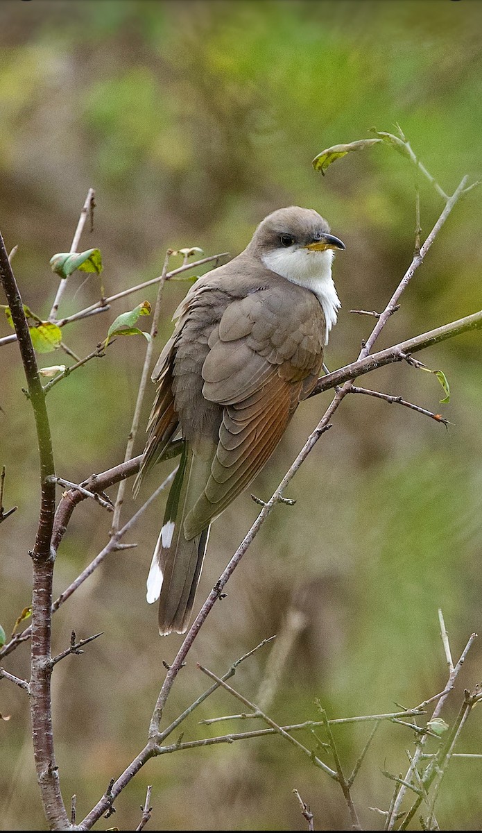 Cuculo americano - ML643735190