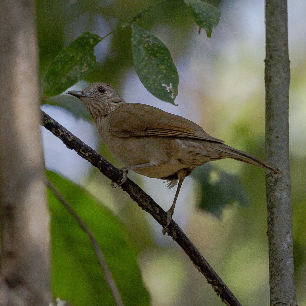 Pale-breasted Thrush - ML643735201