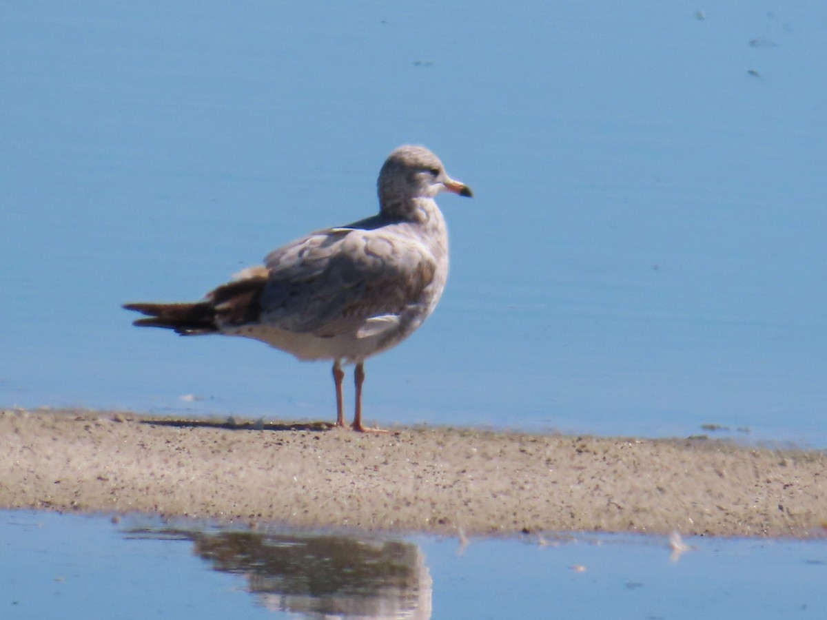Ring-billed Gull - ML643735211