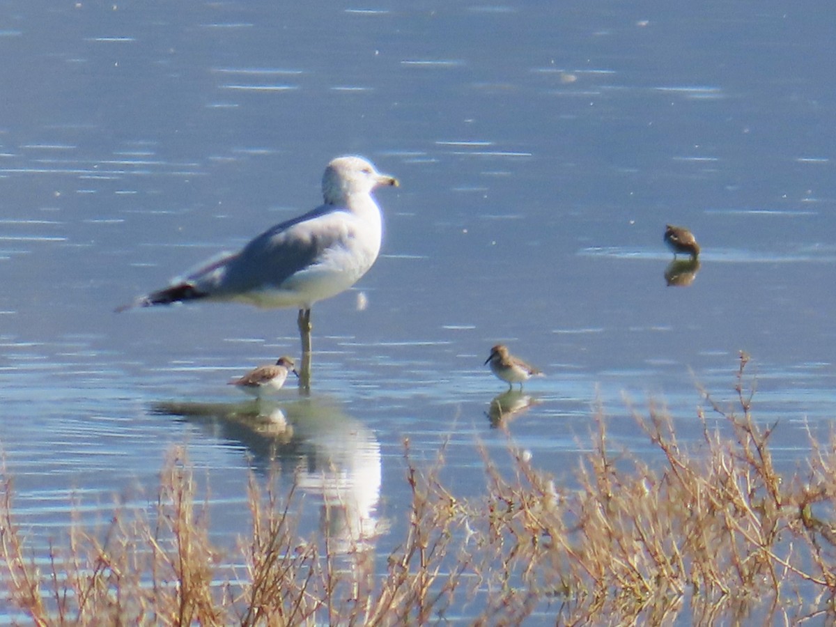 Ring-billed Gull - ML643735212