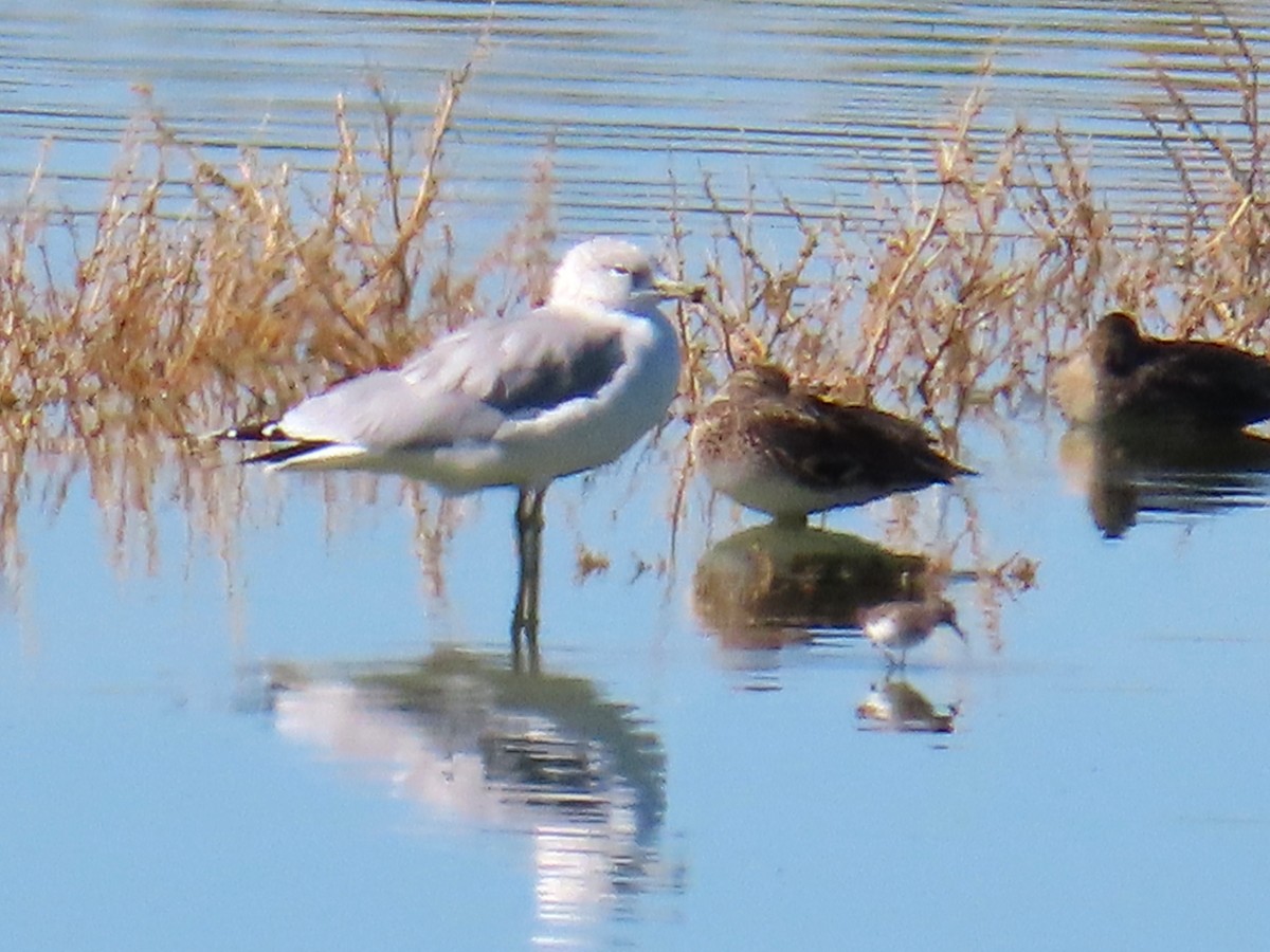 Ring-billed Gull - ML643735213