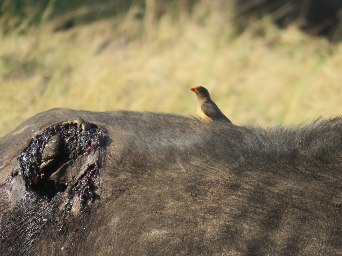 Yellow-billed Oxpecker - ML643735214