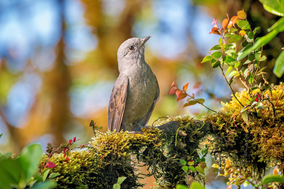 オオムジカザリドリ - ML643735225